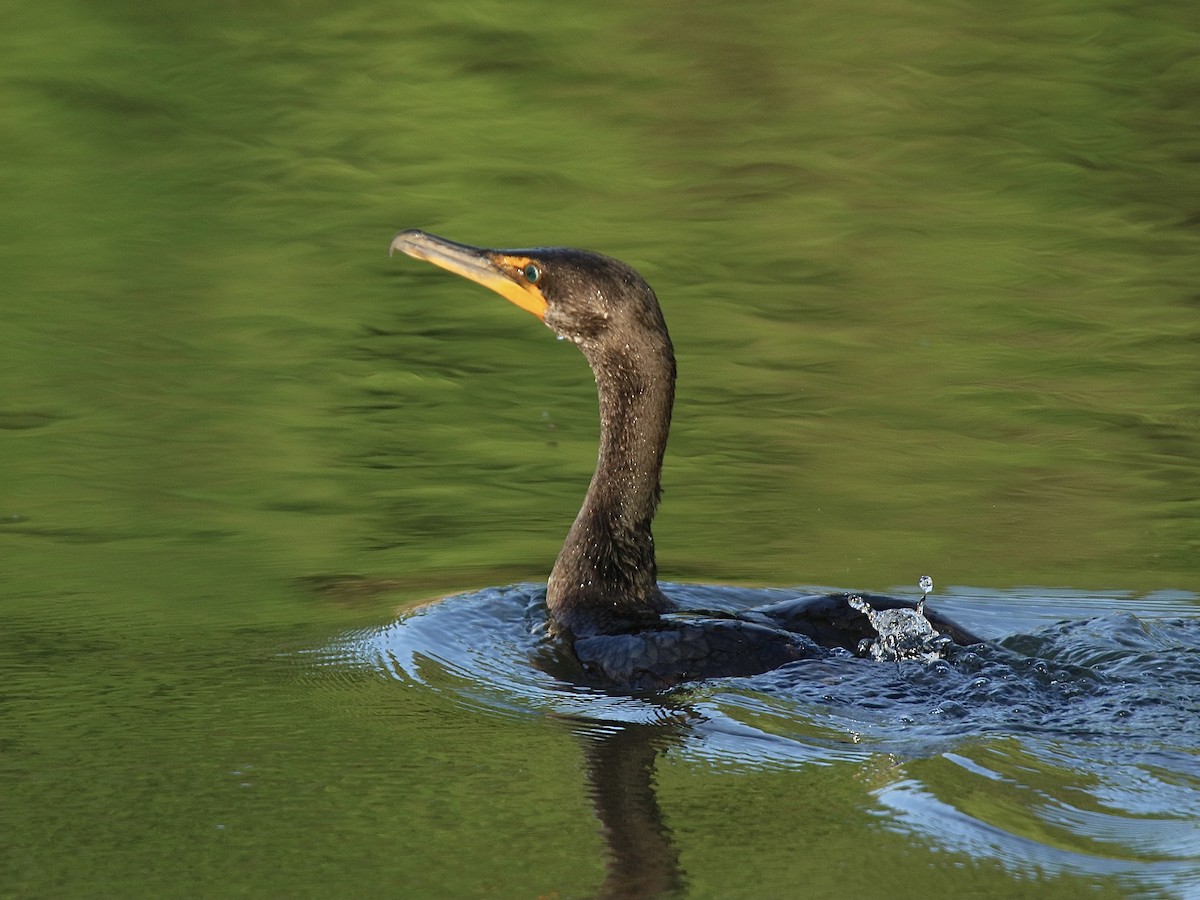 Double-crested Cormorant - ML635602802