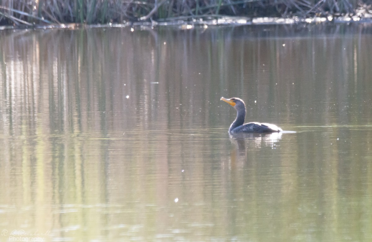 Double-crested Cormorant - ML635602978