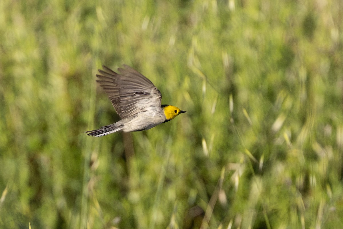 Hermit Warbler - ML635603097