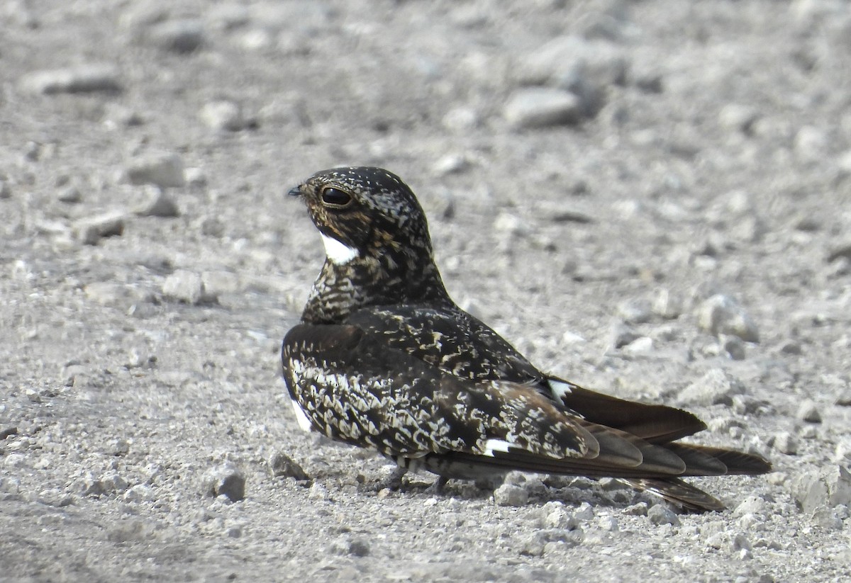 Common Nighthawk - ML635603251