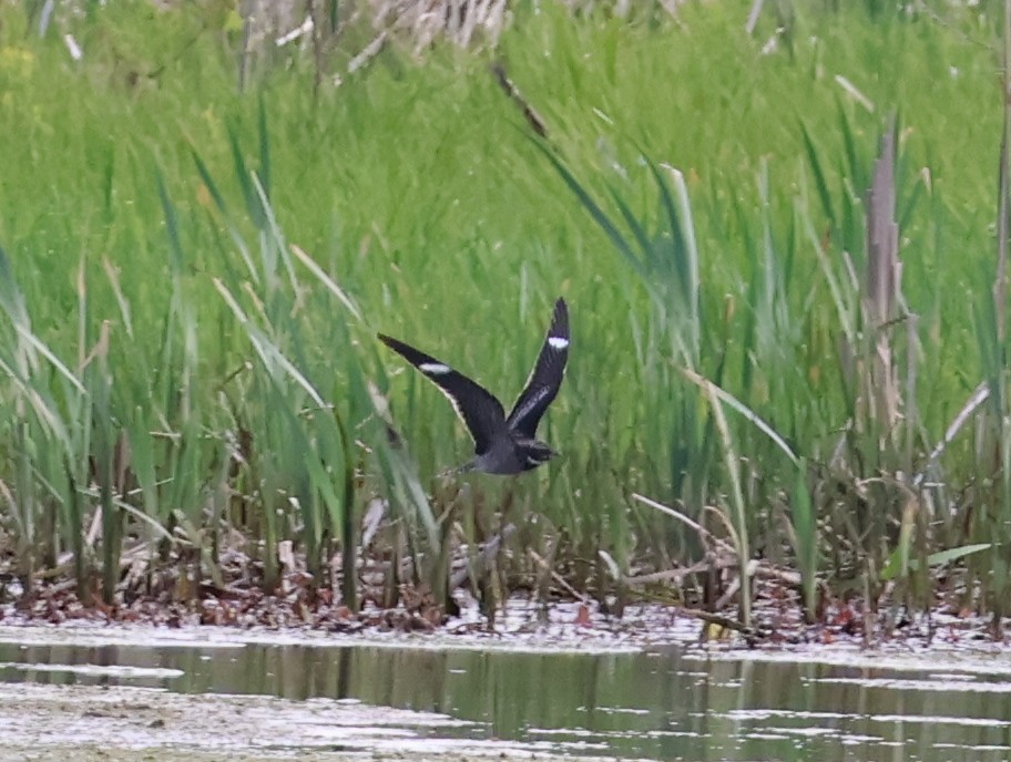 Common Nighthawk - ML635603535