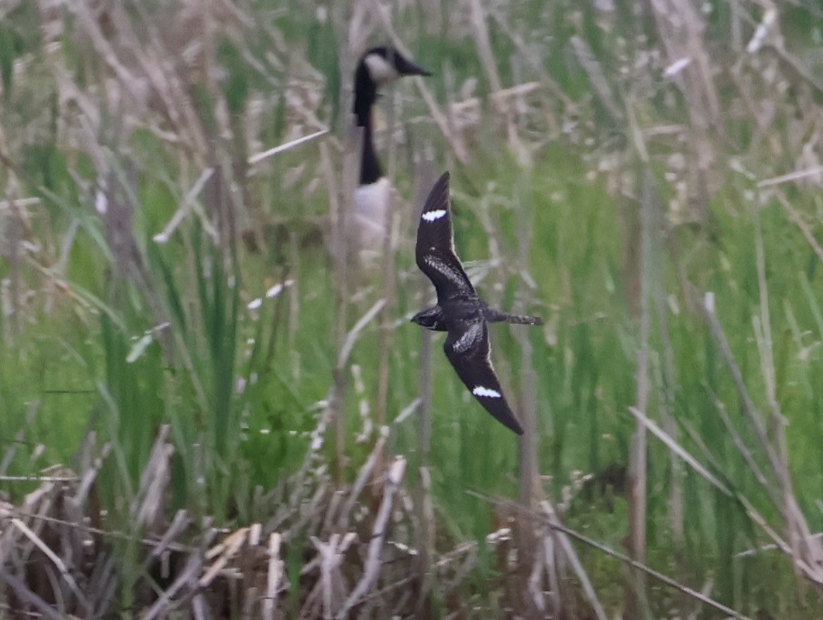 Common Nighthawk - ML635603536