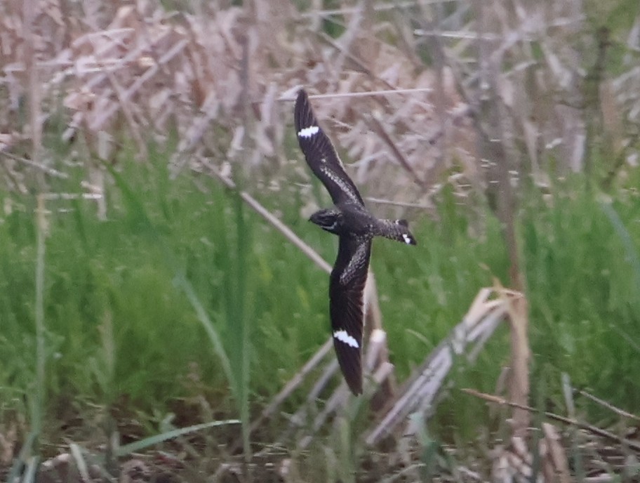 Common Nighthawk - ML635603537