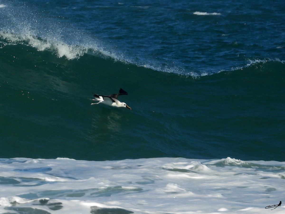 Atlantic Yellow-nosed Albatross - ML635603554