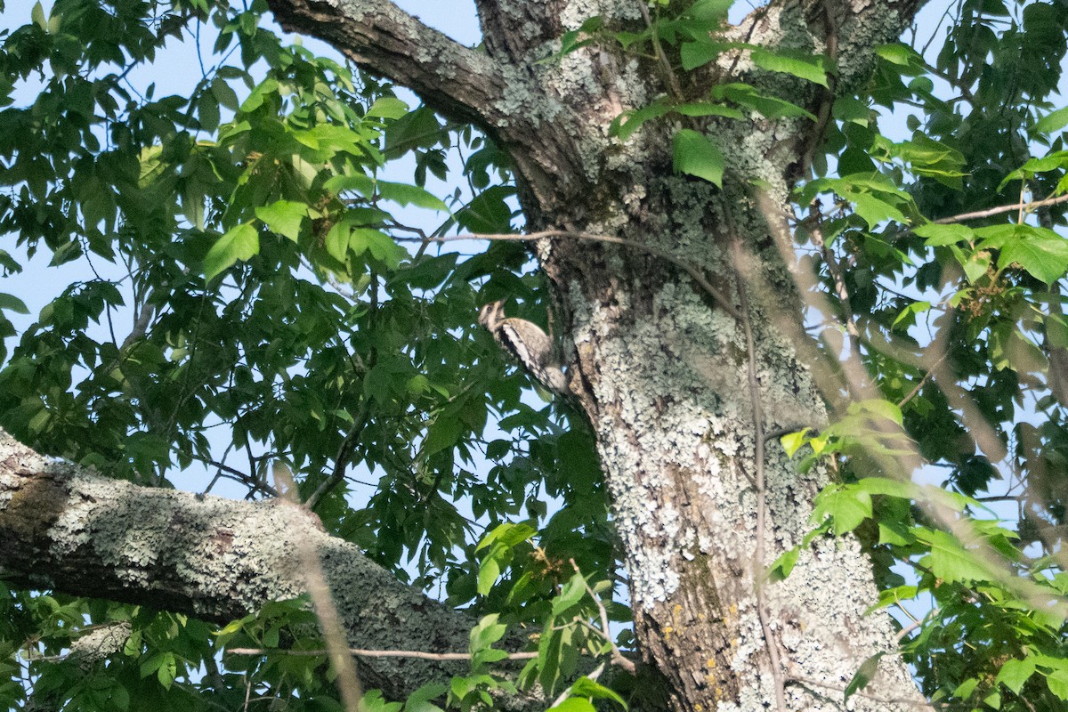 Yellow-bellied Sapsucker - ML635603580