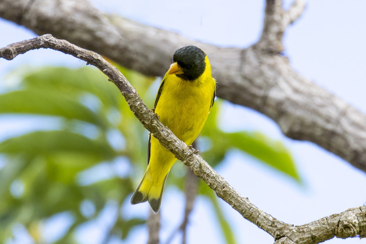 Antillean Siskin - ML635603638