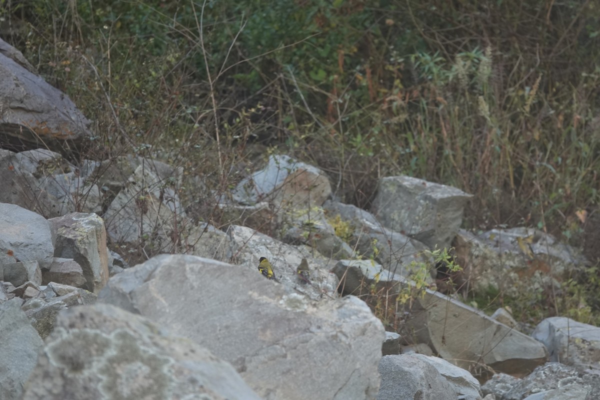 Hooded Siskin - ML635603709