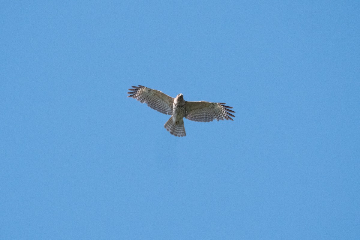 Red-shouldered Hawk - ML635603800