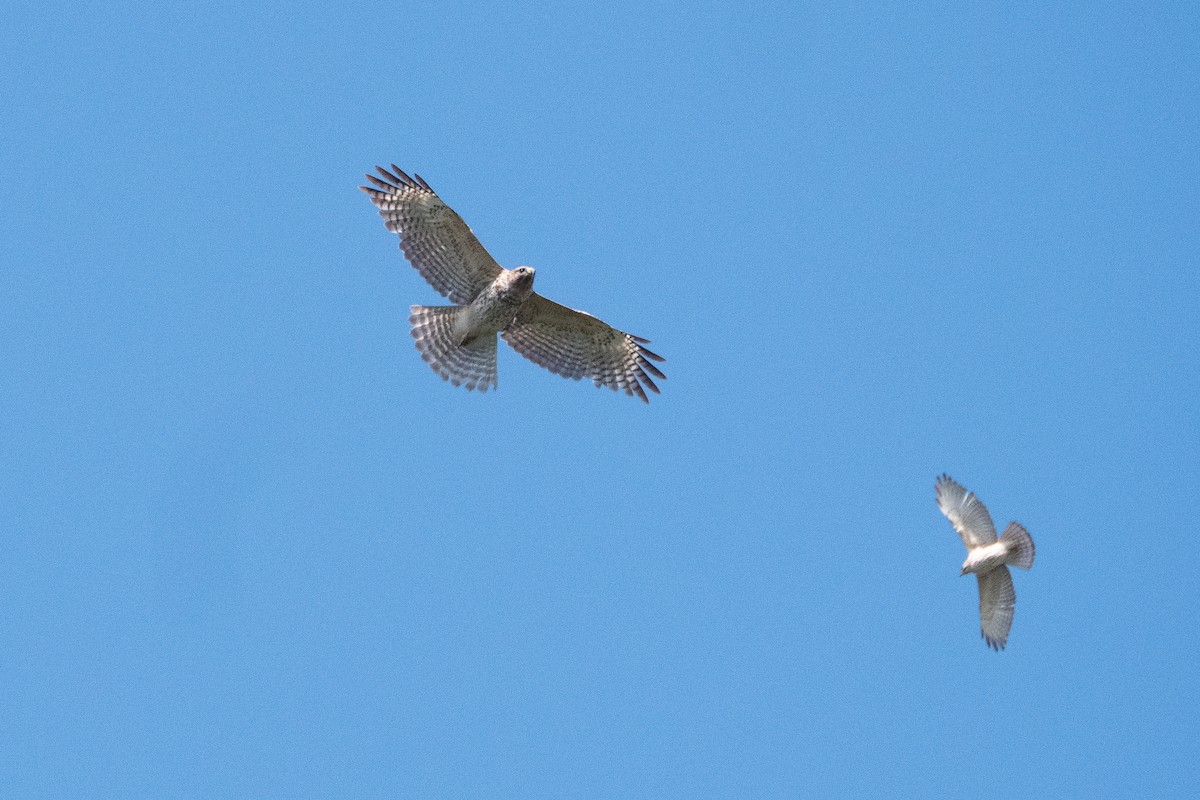 Red-shouldered Hawk - ML635603818