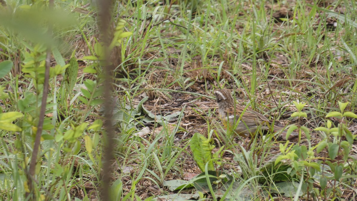 Cabanis's Bunting - ML635603863