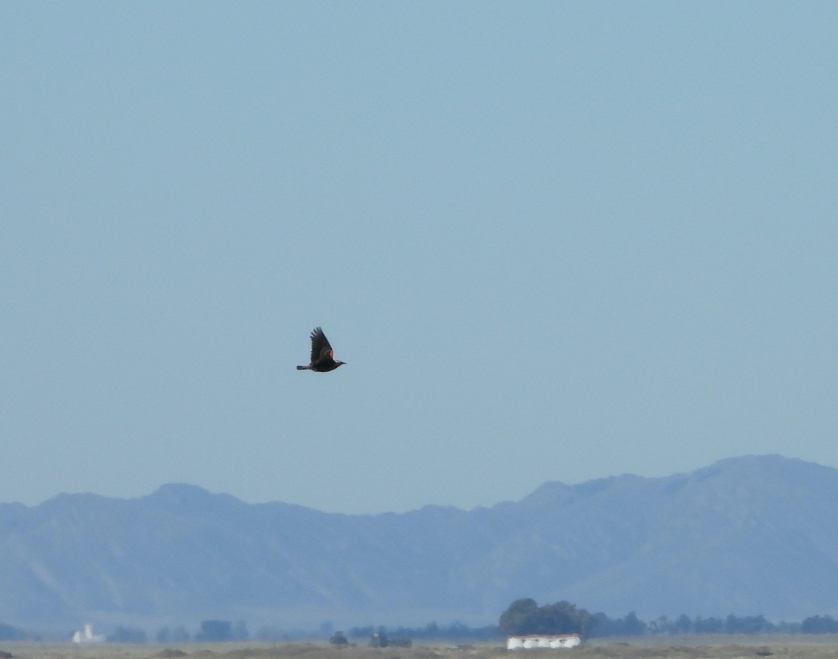 Pampas Meadowlark - ML635603923