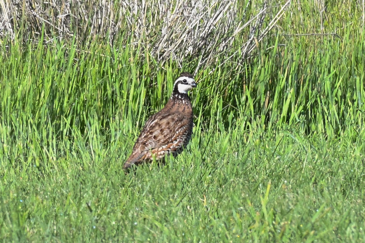Northern Bobwhite - ML635603972