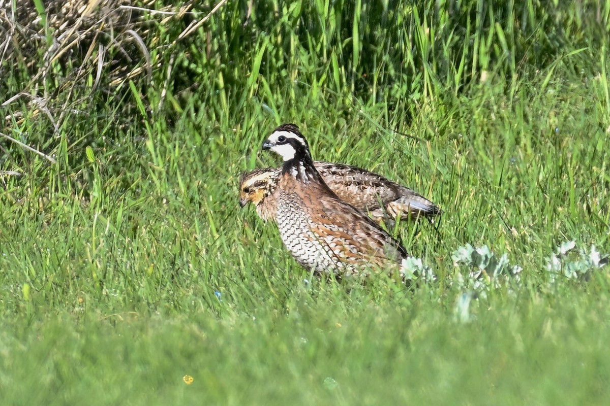 Northern Bobwhite - ML635603973