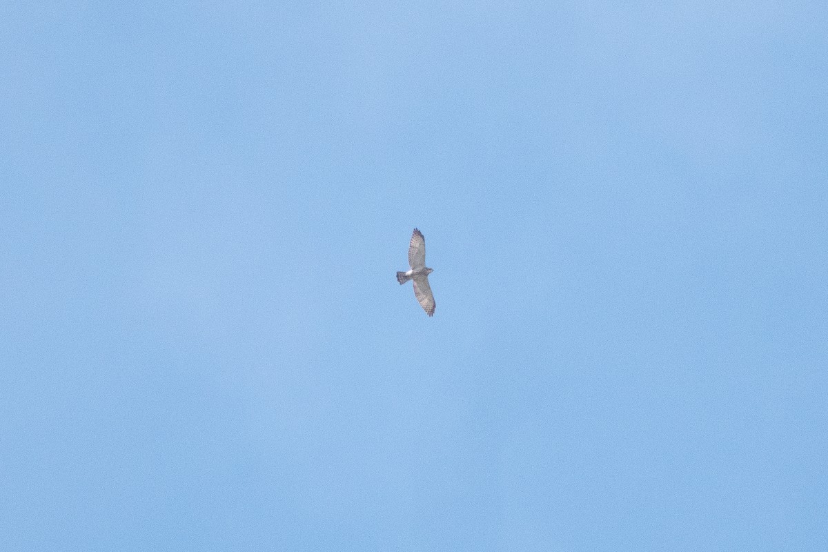 Broad-winged Hawk - ML635603999
