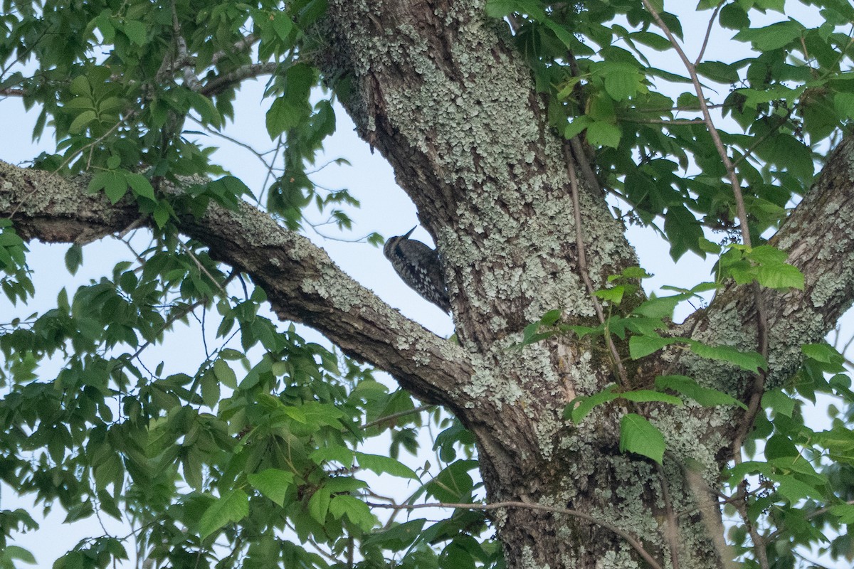 Yellow-bellied Sapsucker - ML635604182