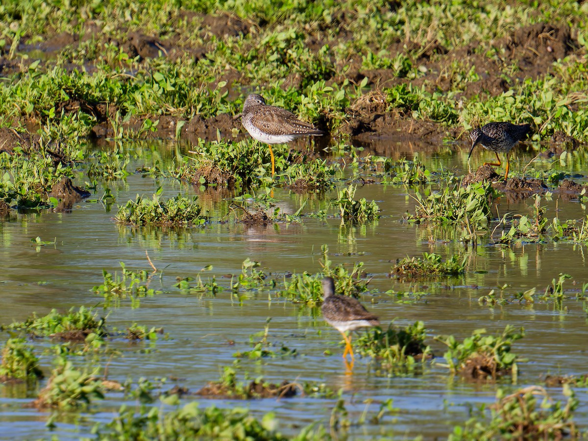 Greater Yellowlegs - ML635604196
