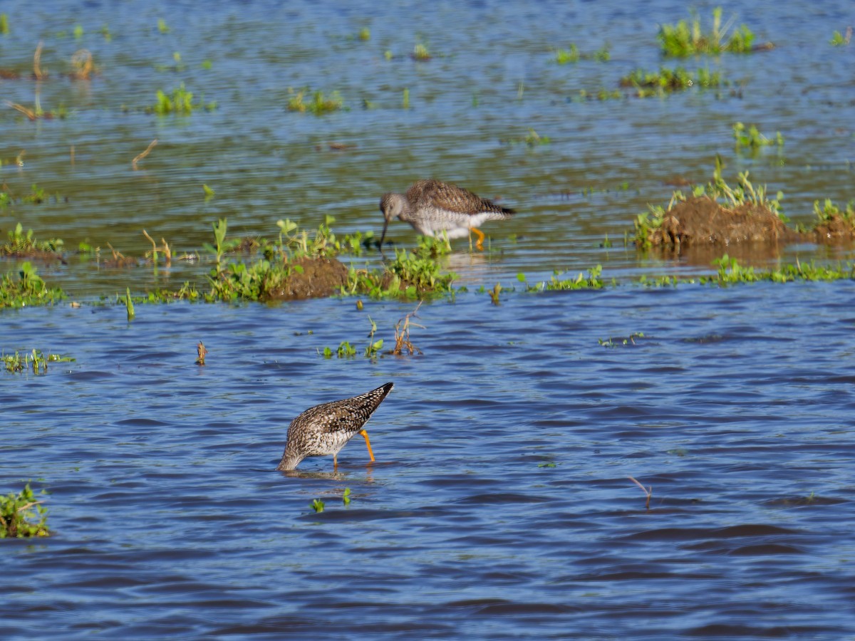 Greater Yellowlegs - ML635604197