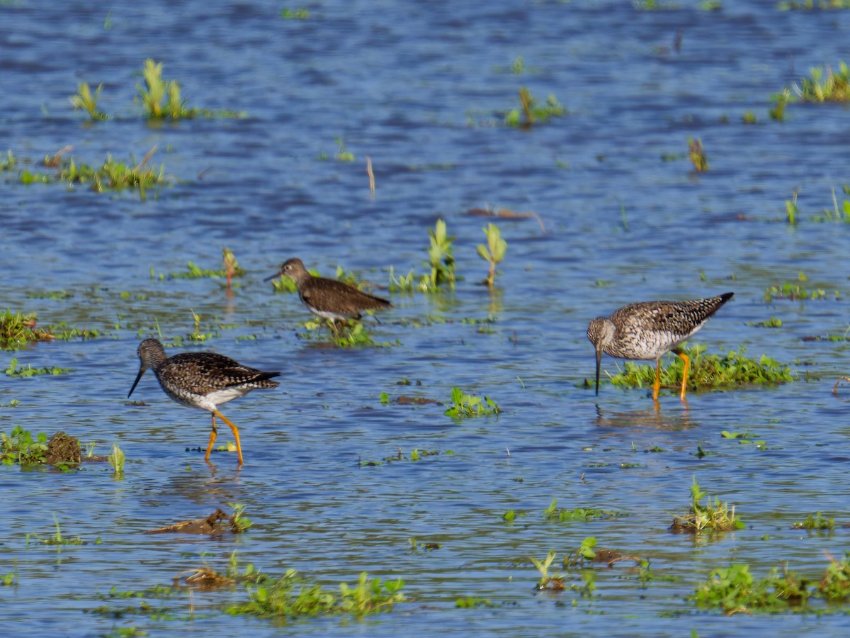 Greater Yellowlegs - ML635604198