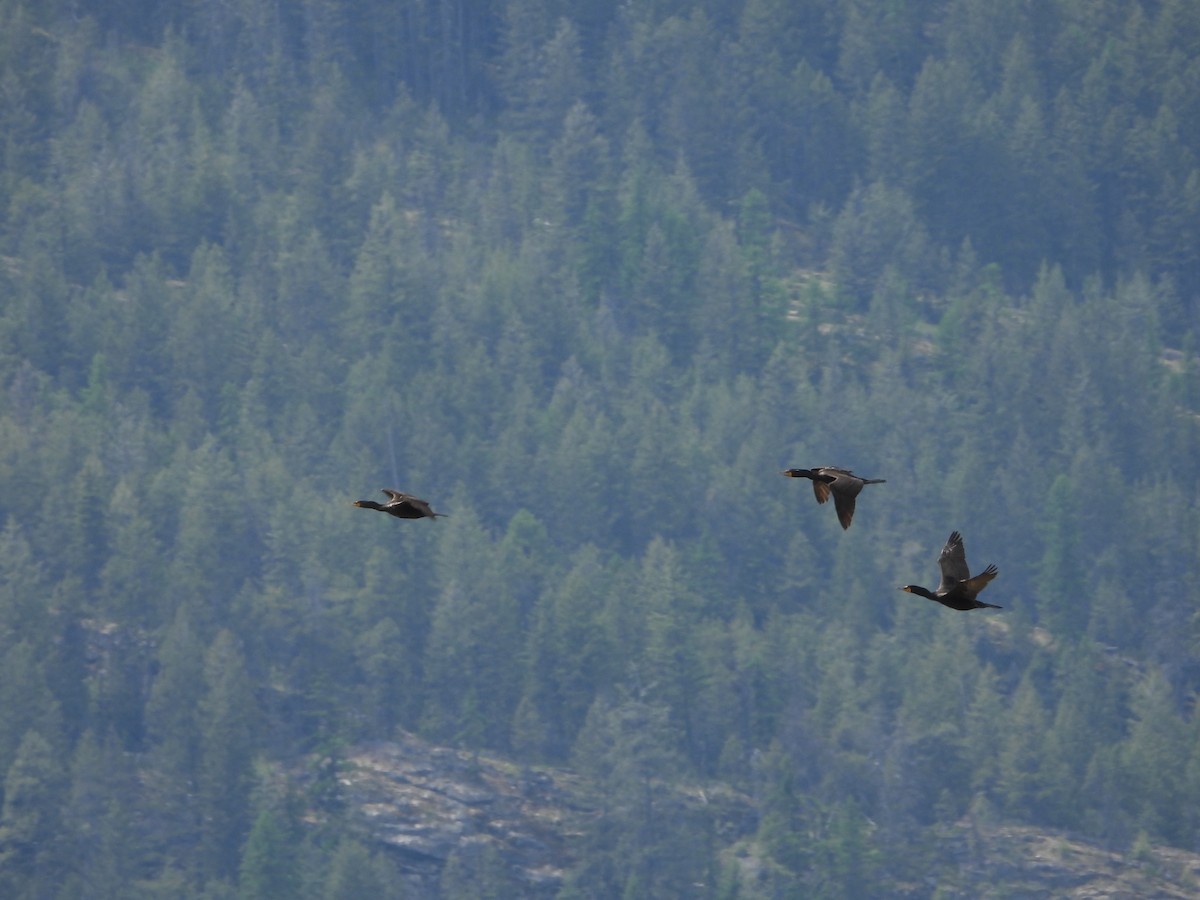 Double-crested Cormorant - ML635604212