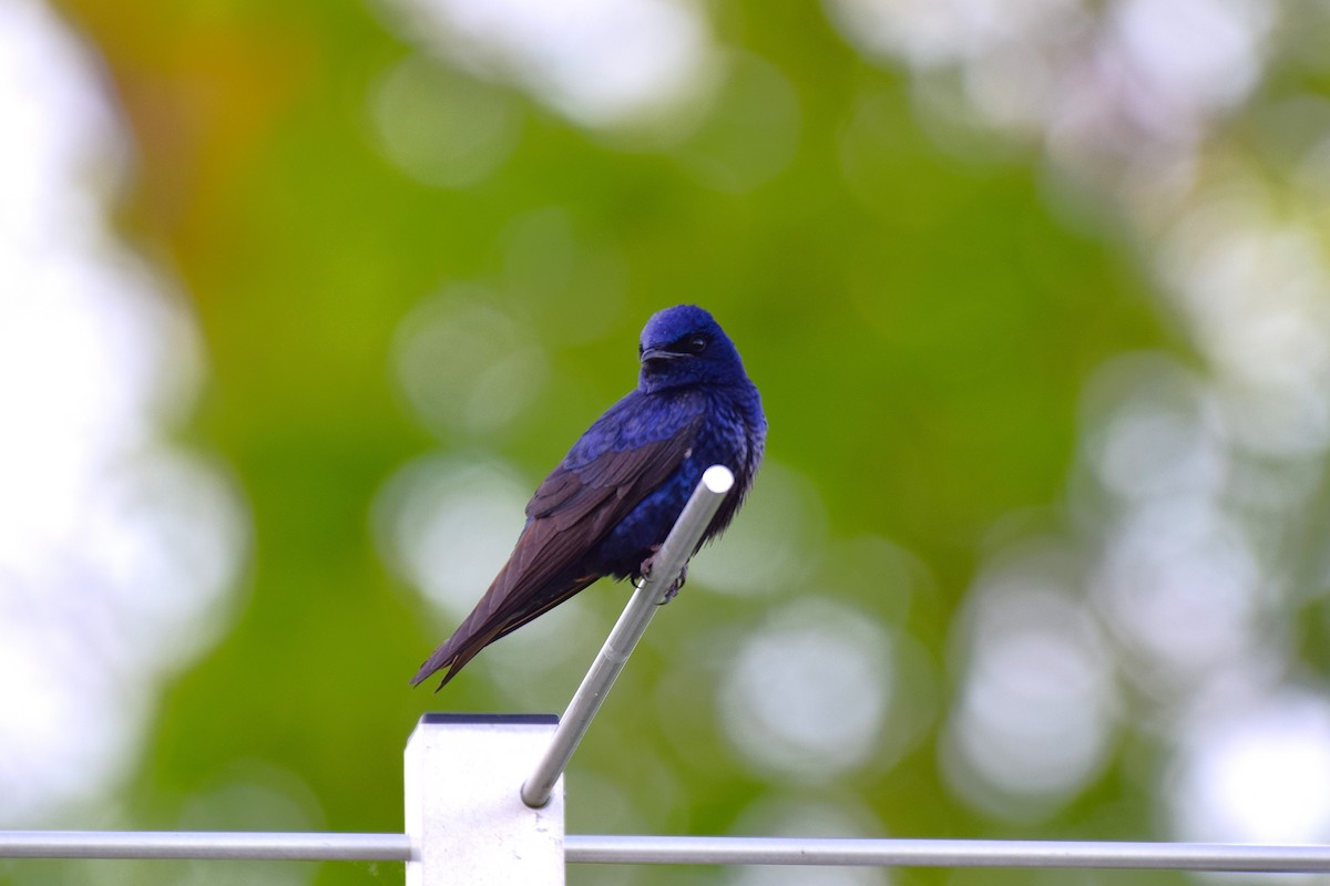 Purple Martin - ML635604308