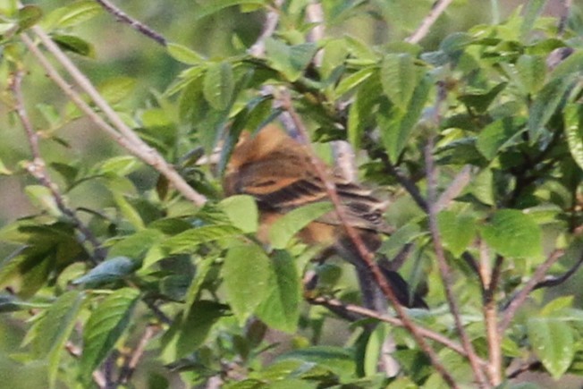 Blue Grosbeak - ML635604332