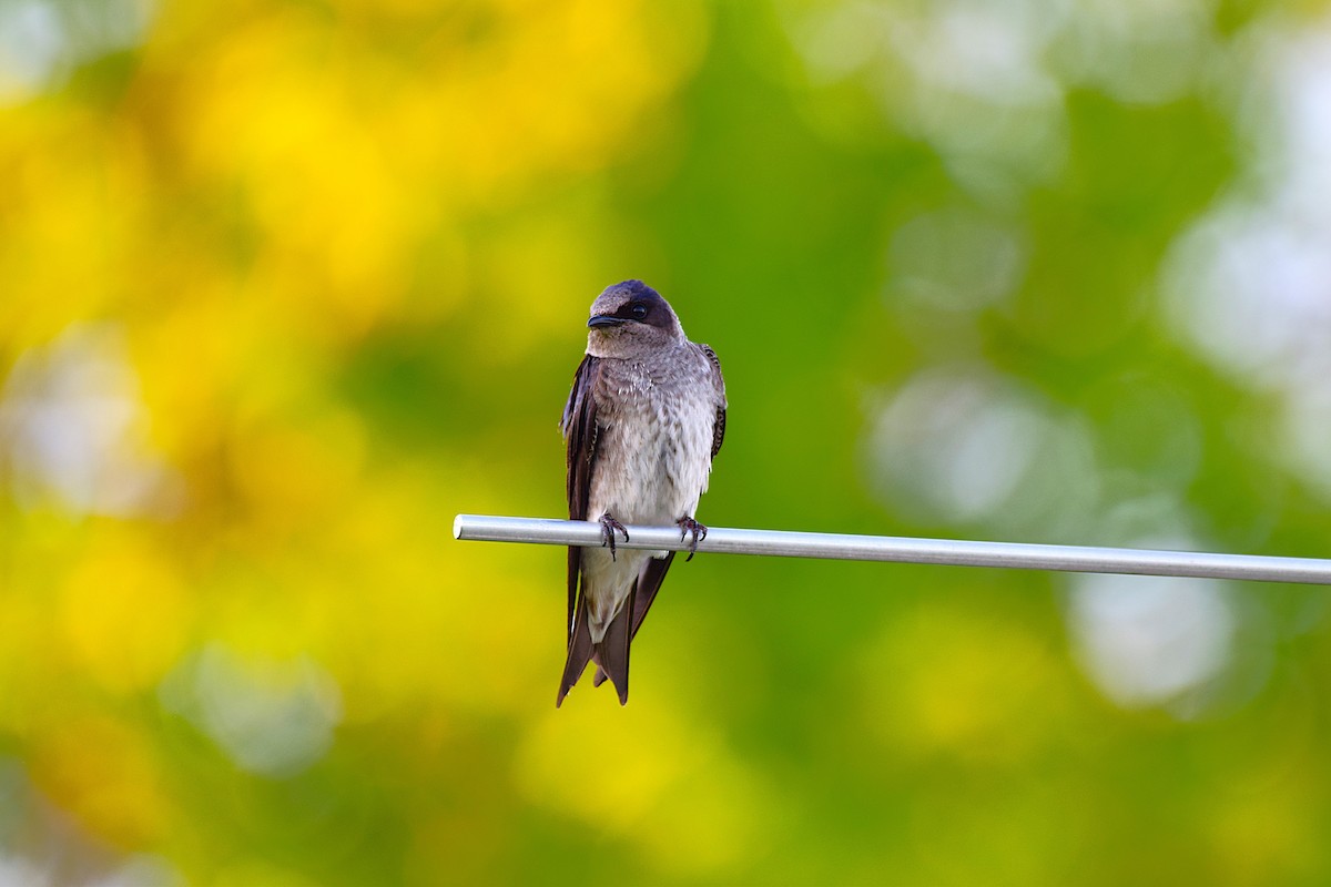 Purple Martin - ML635604337