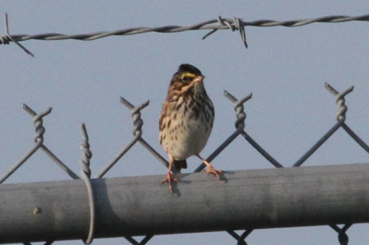Savannah Sparrow - ML635604339