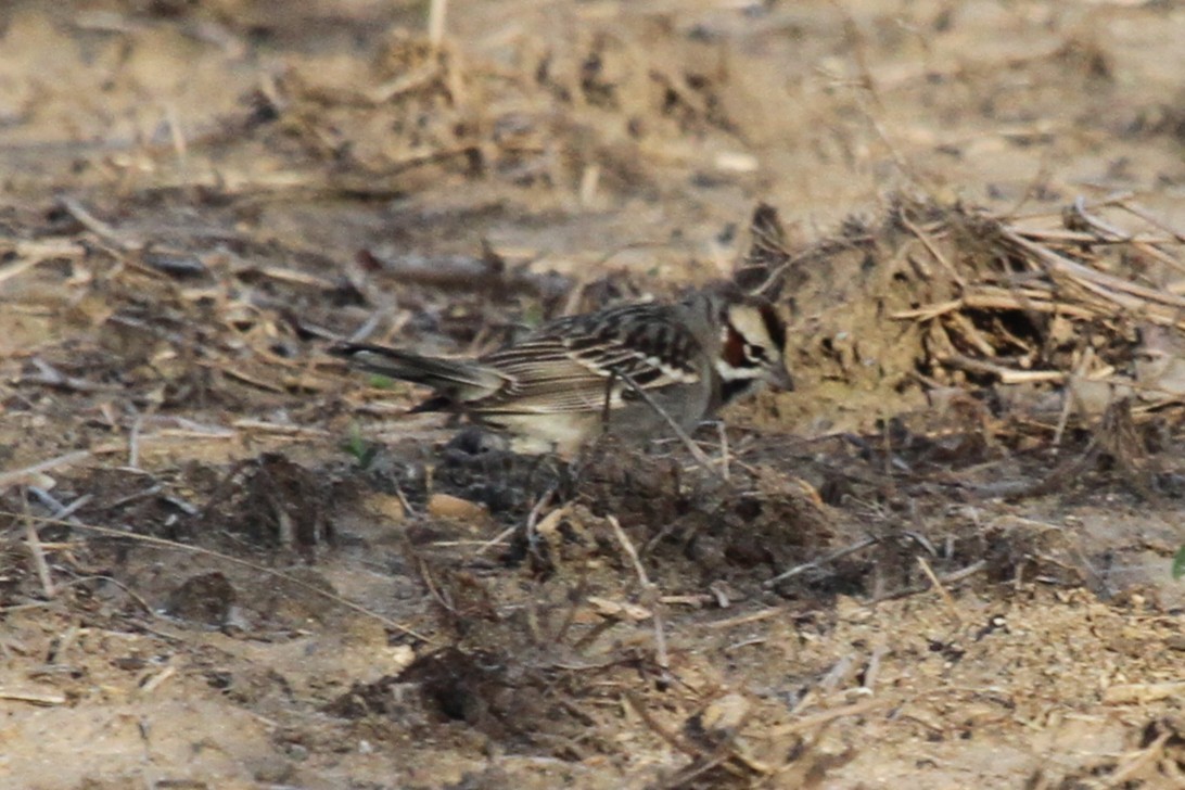 Lark Sparrow - ML635604347