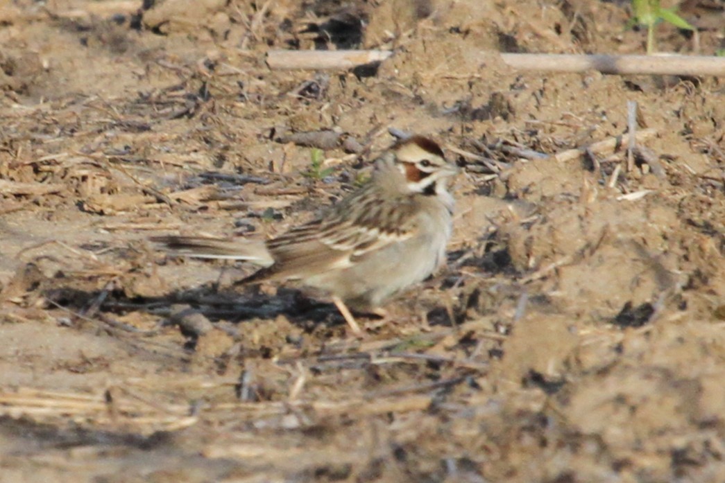 Lark Sparrow - ML635604348
