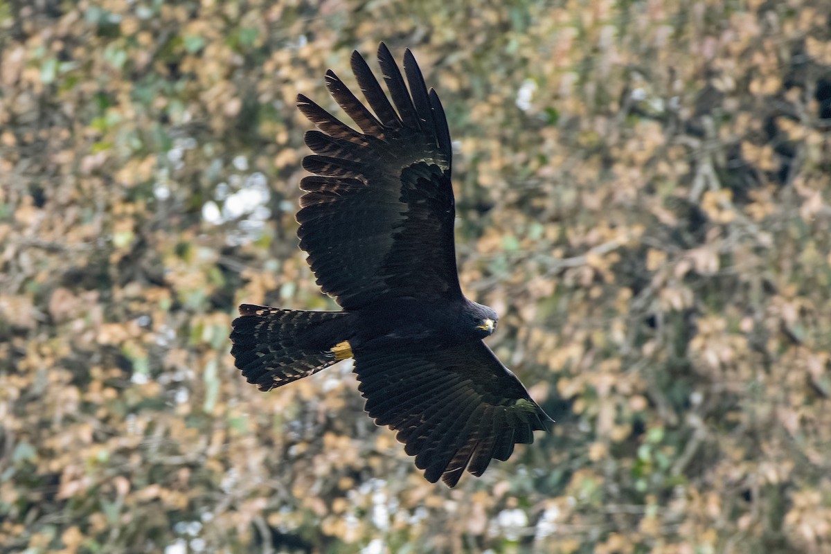 Black Eagle - ML635604367