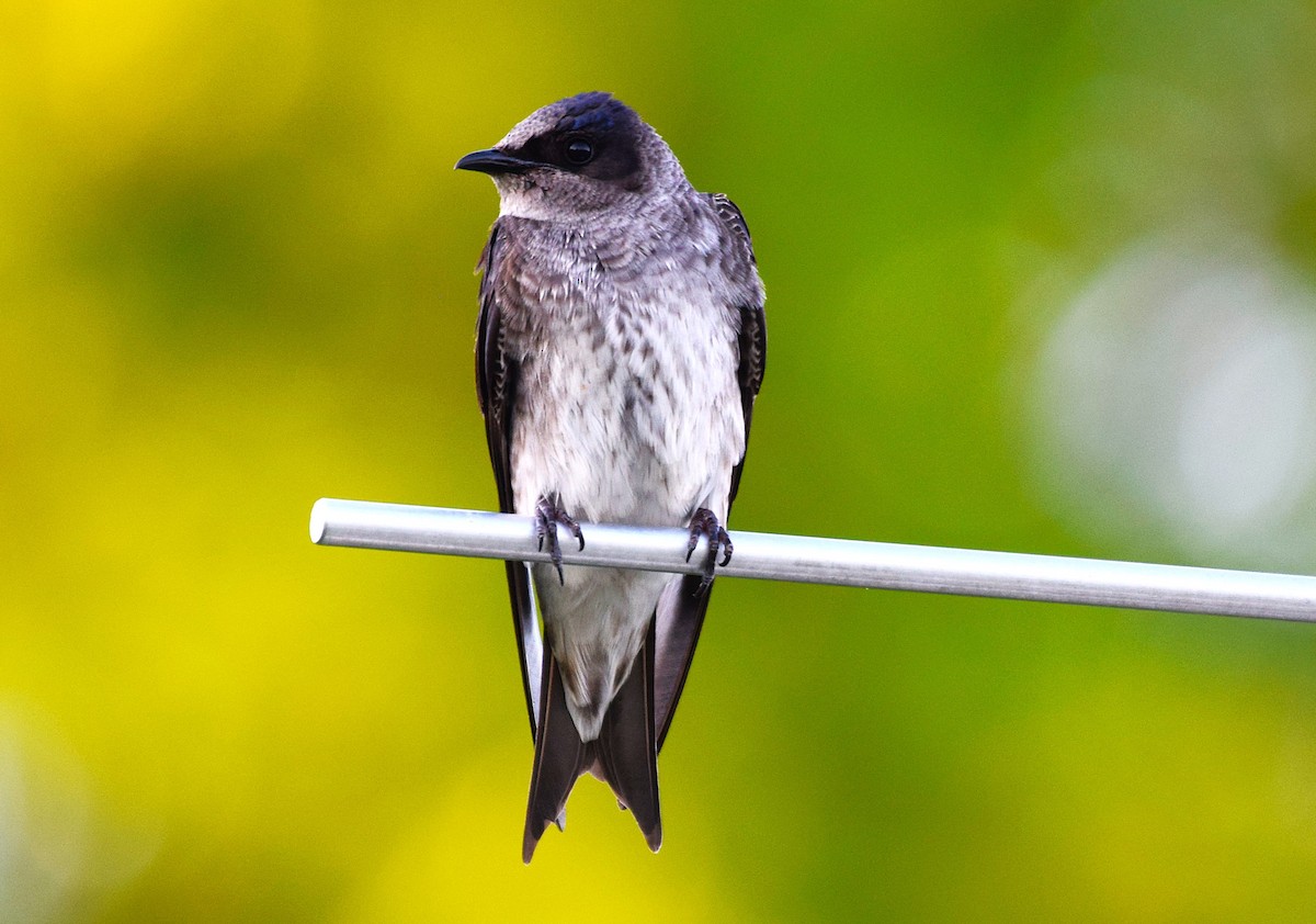 Purple Martin - ML635604415