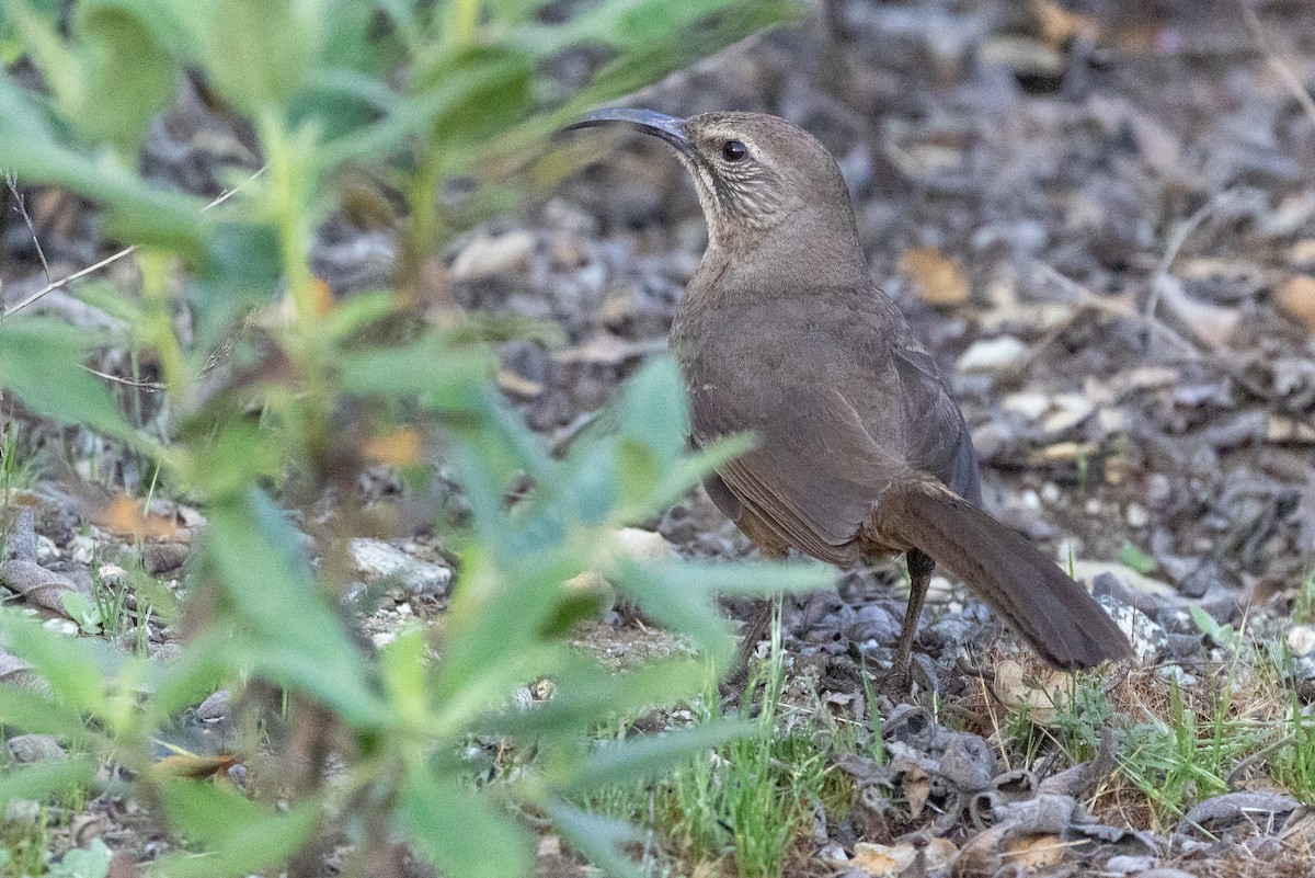 California Thrasher - ML635604430