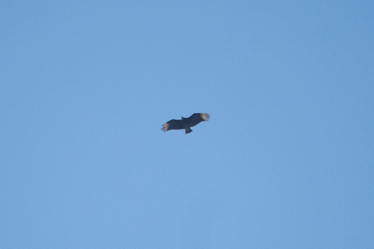 Black Vulture - ML635604447