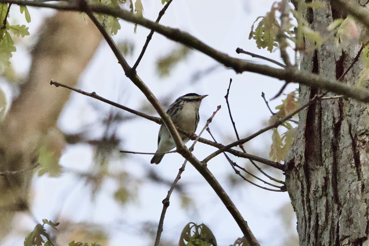 Blackpoll Warbler - ML635604481