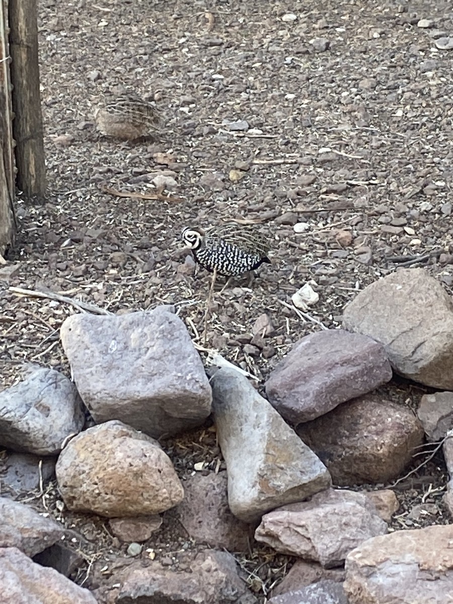 Montezuma Quail - ML635604487