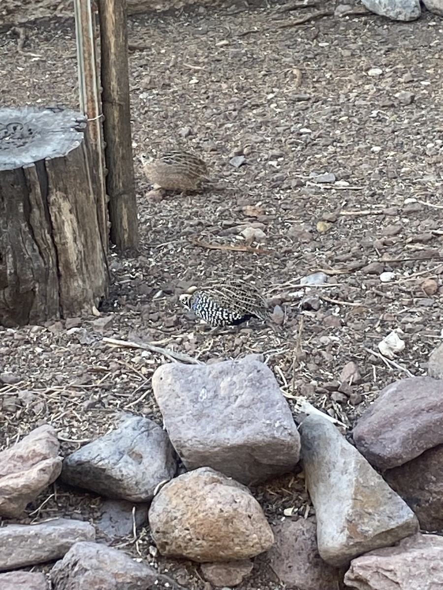 Montezuma Quail - ML635604489