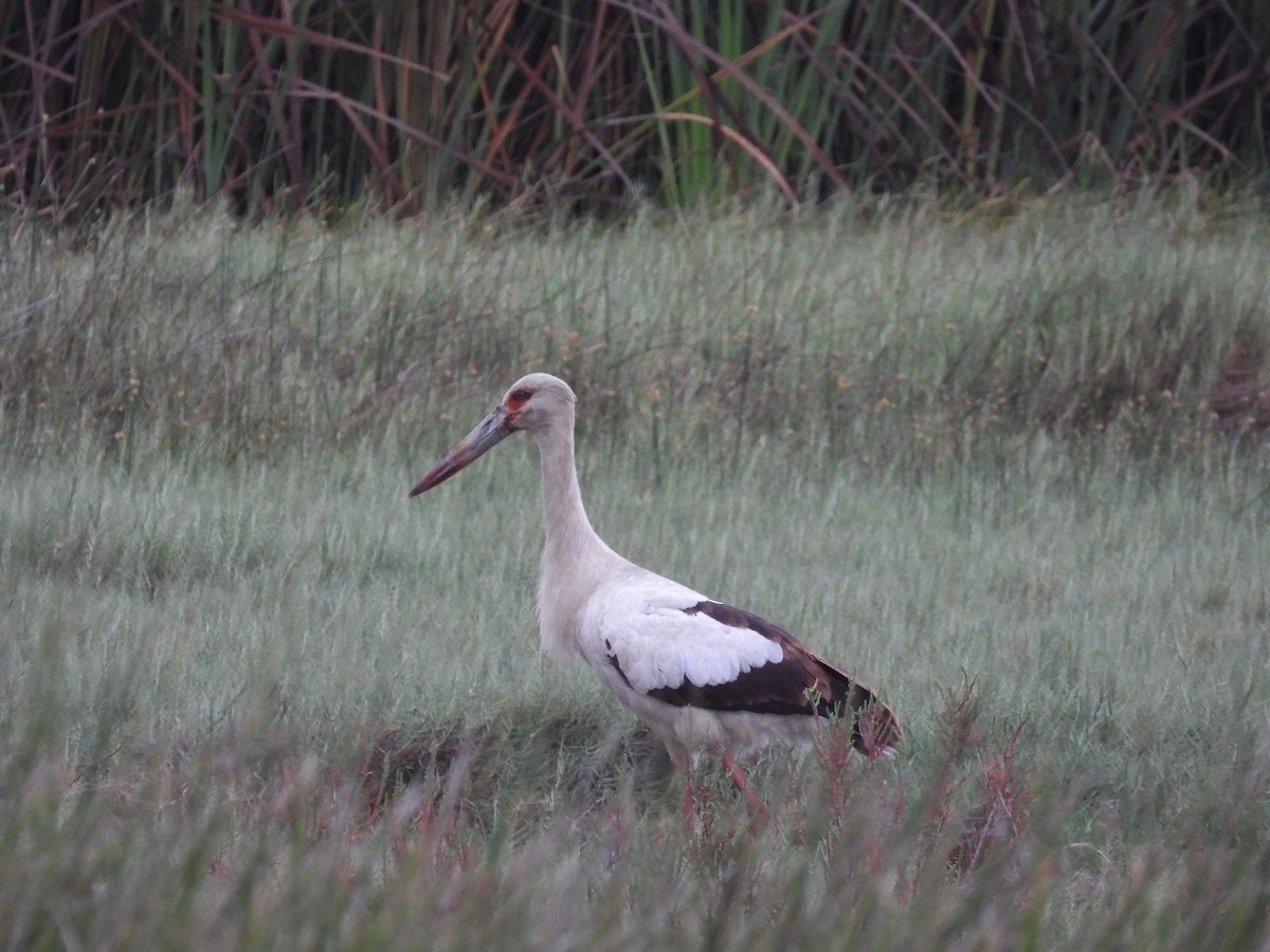Maguari Stork - ML635604532