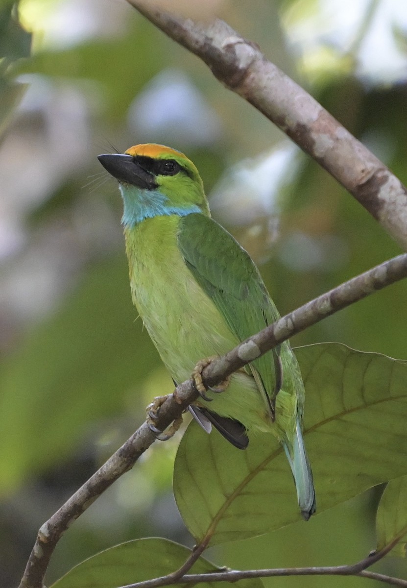 Yellow-crowned Barbet - ML635604743