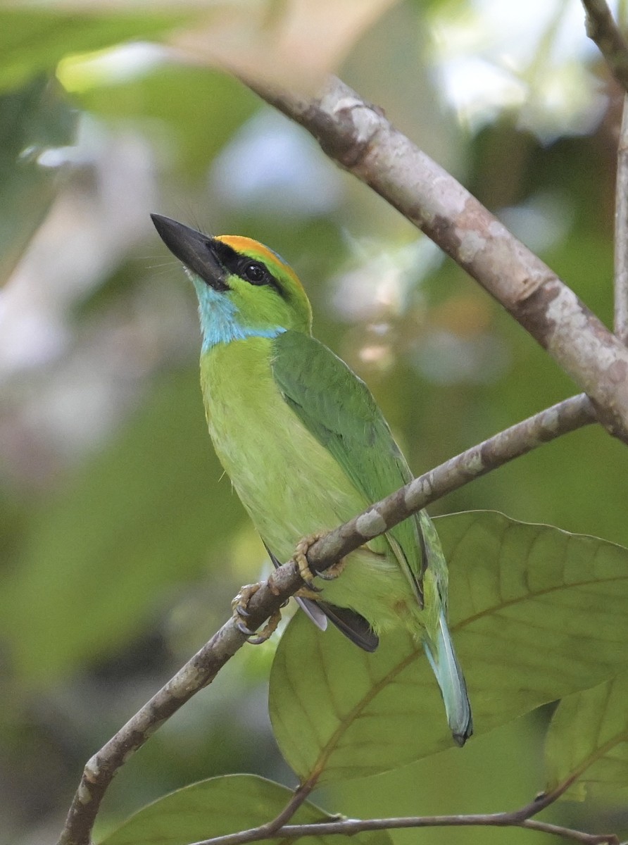 Yellow-crowned Barbet - ML635604744