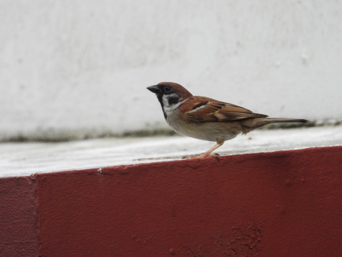 Eurasian Tree Sparrow - ML635604770