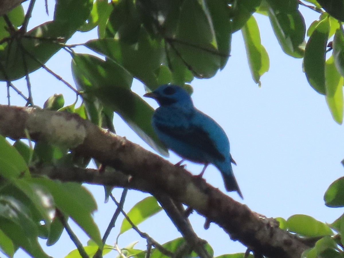 Turquoise Cotinga - ML635604793