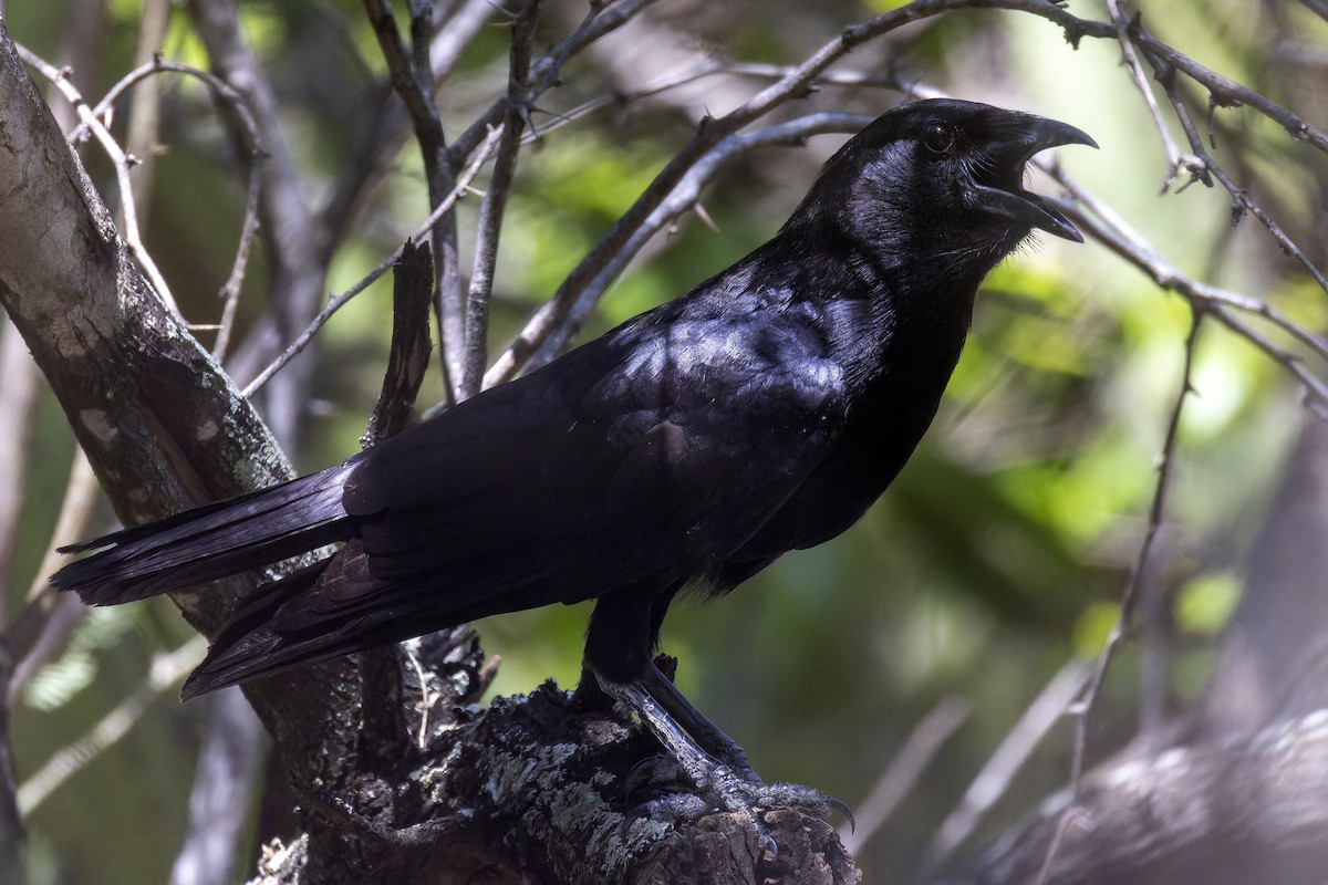 Hispaniolan Palm-Crow - ML635604850