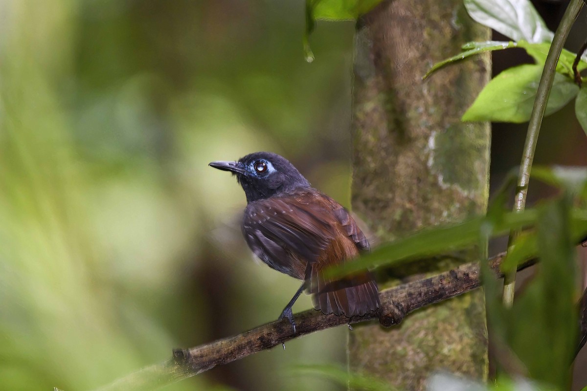 Chestnut-backed Antbird - ML635604861