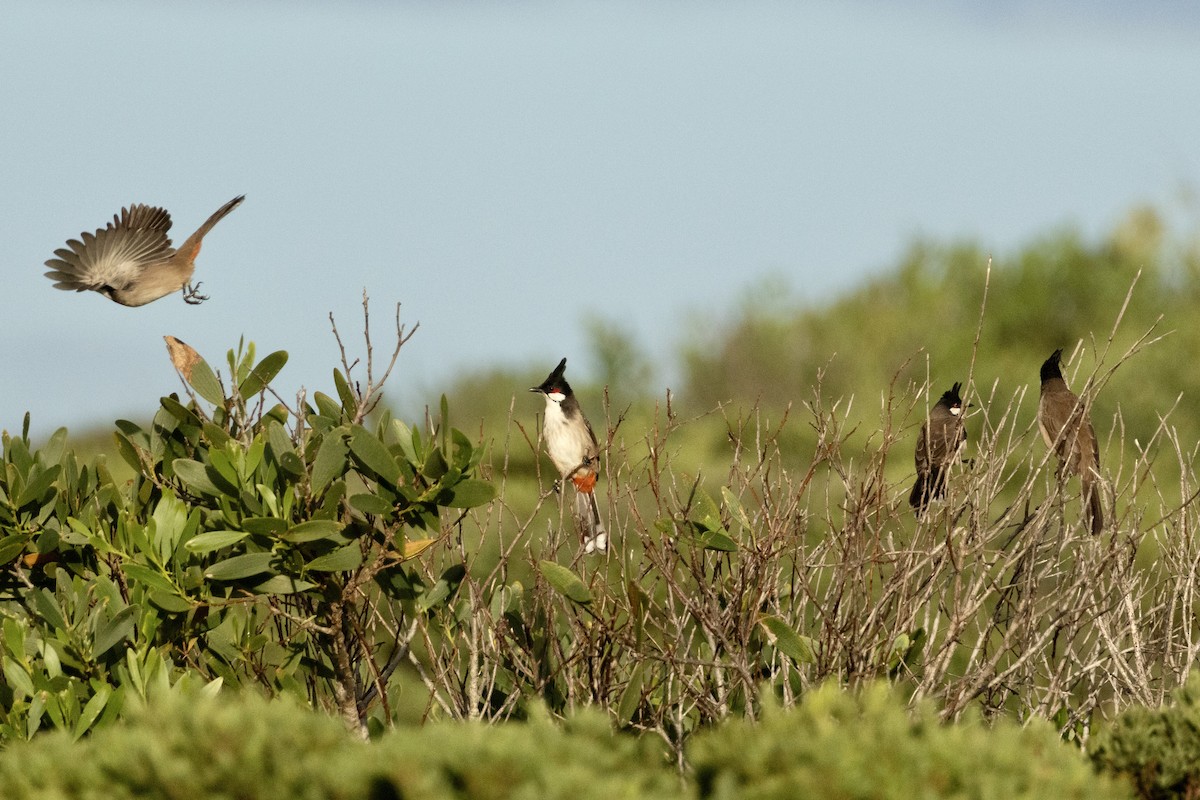 Red-whiskered Bulbul - ML635604877
