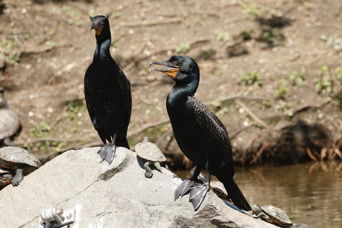 Double-crested Cormorant - ML635604886