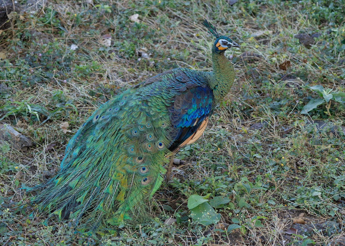 páv zelený - ML635604944