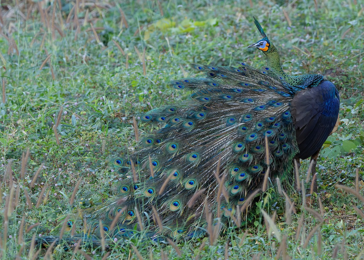 páv zelený - ML635604945