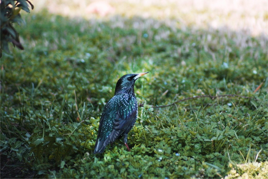 European Starling - ML635604951