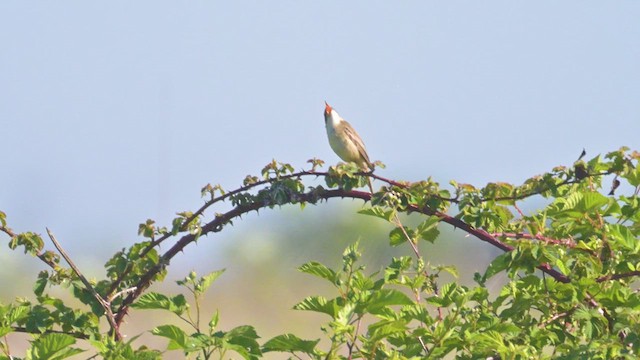 Sedge Warbler - ML635605026