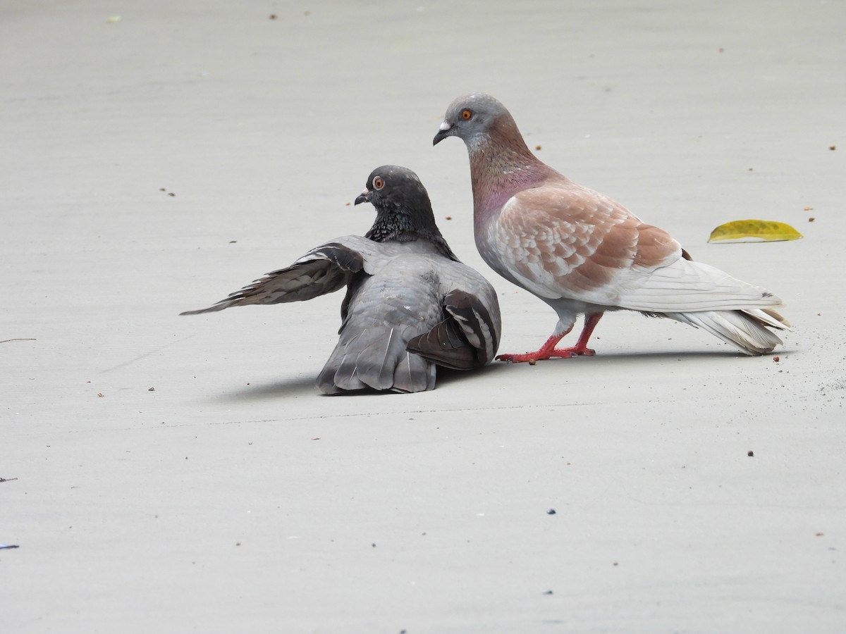 Rock Pigeon (Feral Pigeon) - ML635605078